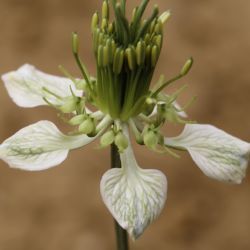Ranunculaceae
