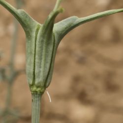 Nigella arvensis