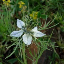 Nigella damascena