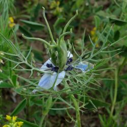 Nigella damascena