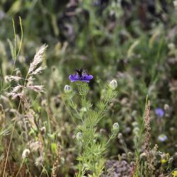 Nigella papillosa subsp. atlantica