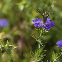 Nigella papillosa subsp. atlantica