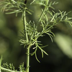 Nigella papillosa subsp. atlantica