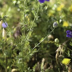Nigella papillosa subsp. atlantica