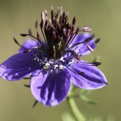 Nigella papillosa subsp. atlantica