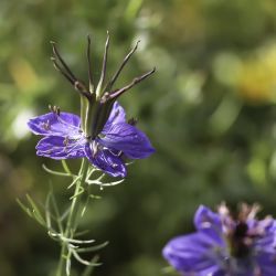 Nigella papillosa subsp. atlantica