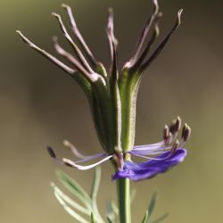 Nigella papillosa subsp. atlantica