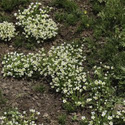 Ranunculus batrachioides