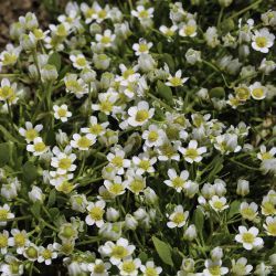 Ranunculus batrachioides