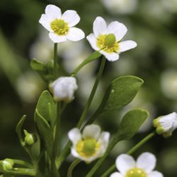 Ranunculus batrachioides