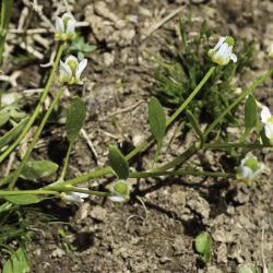 Ranunculus batrachioides