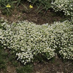 Ranunculus batrachioides