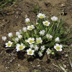 Ranunculus batrachioides