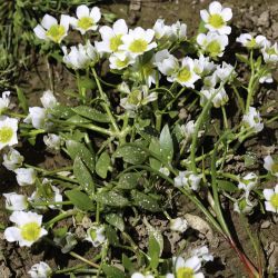 Ranunculus batrachioides