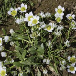 Ranunculus batrachioides