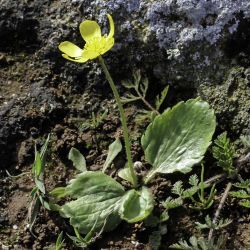 Ranunculus bullatus