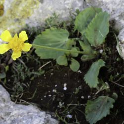 Ranunculus bullatus