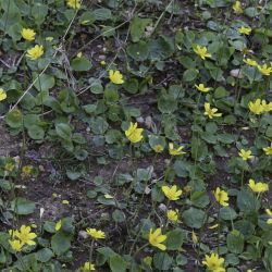 Ranunculus bullatus