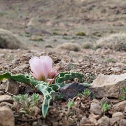 Ranunculus calandrinioides