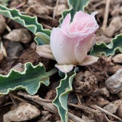 Ranunculus calandrinioides