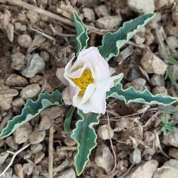 Ranunculus calandrinioides