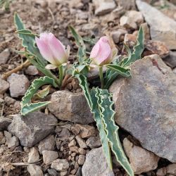 Ranunculus calandrinioides