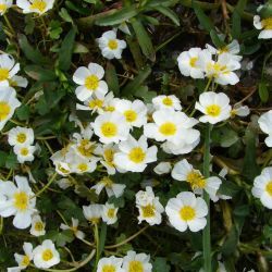 Ranunculus gr. aquatilis