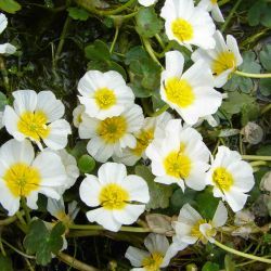 Ranunculaceae
