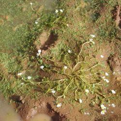 Ranunculus gr. aquatilis