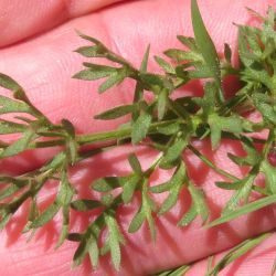 Ranunculus millefoliatus