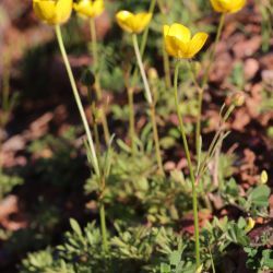 Ranunculus millefoliatus