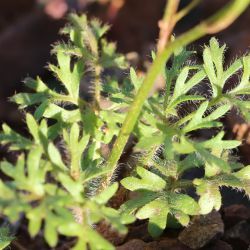 Ranunculus millefoliatus