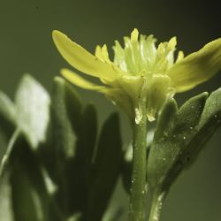 Ranunculus muricatus