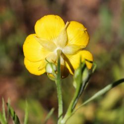 Ranunculus paludosus