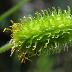 Ranunculus spicatus