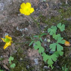 Ranunculus spicatus