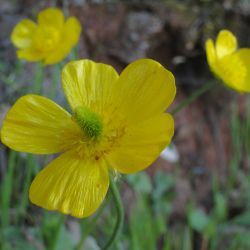 Ranunculus spicatus