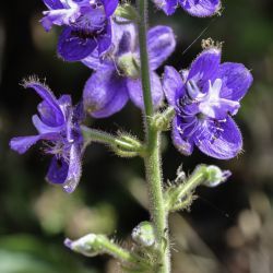 Staphisagria macrosperma