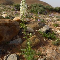 Reseda alba s. l.