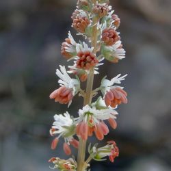 Reseda alba s. l.