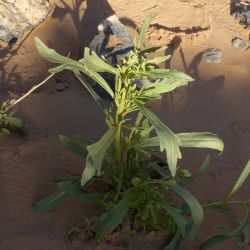 Reseda arabica Boiss. subsp. maroccana