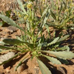 Reseda arabica Boiss. subsp. maroccana