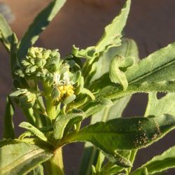 Reseda arabica Boiss. subsp. maroccana