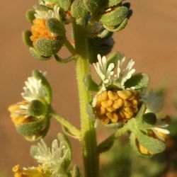 Reseda arabica Boiss. subsp. maroccana