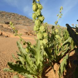 Reseda arabica Boiss. subsp. maroccana