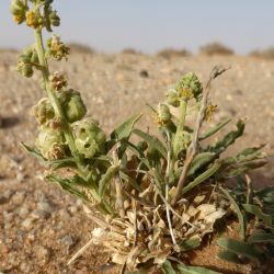 Reseda arabica Boiss. subsp. maroccana