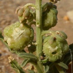 Reseda arabica Boiss. subsp. maroccana