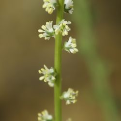 Reseda decursiva