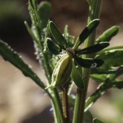 Reseda diffusa