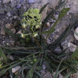 Reseda diffusa